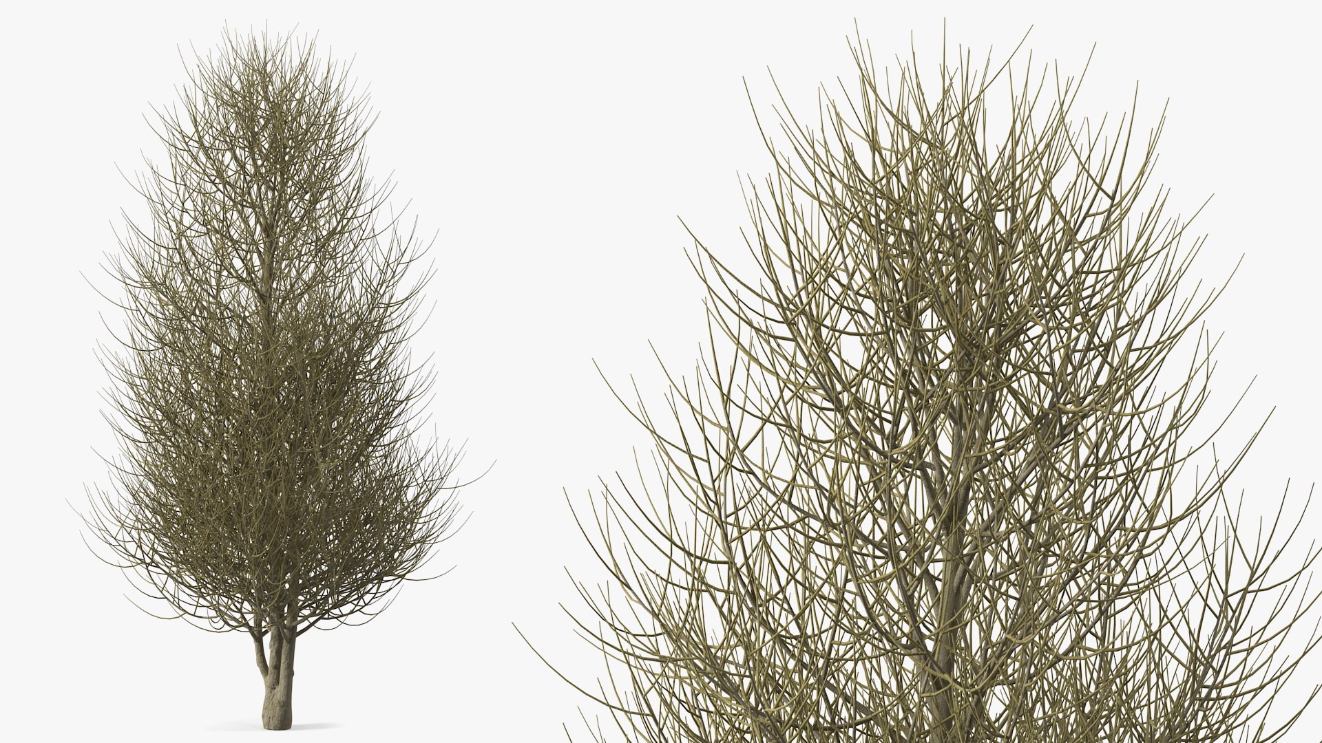 Laurel Bark Tree 3D model preview