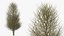 Laurel Bark Tree