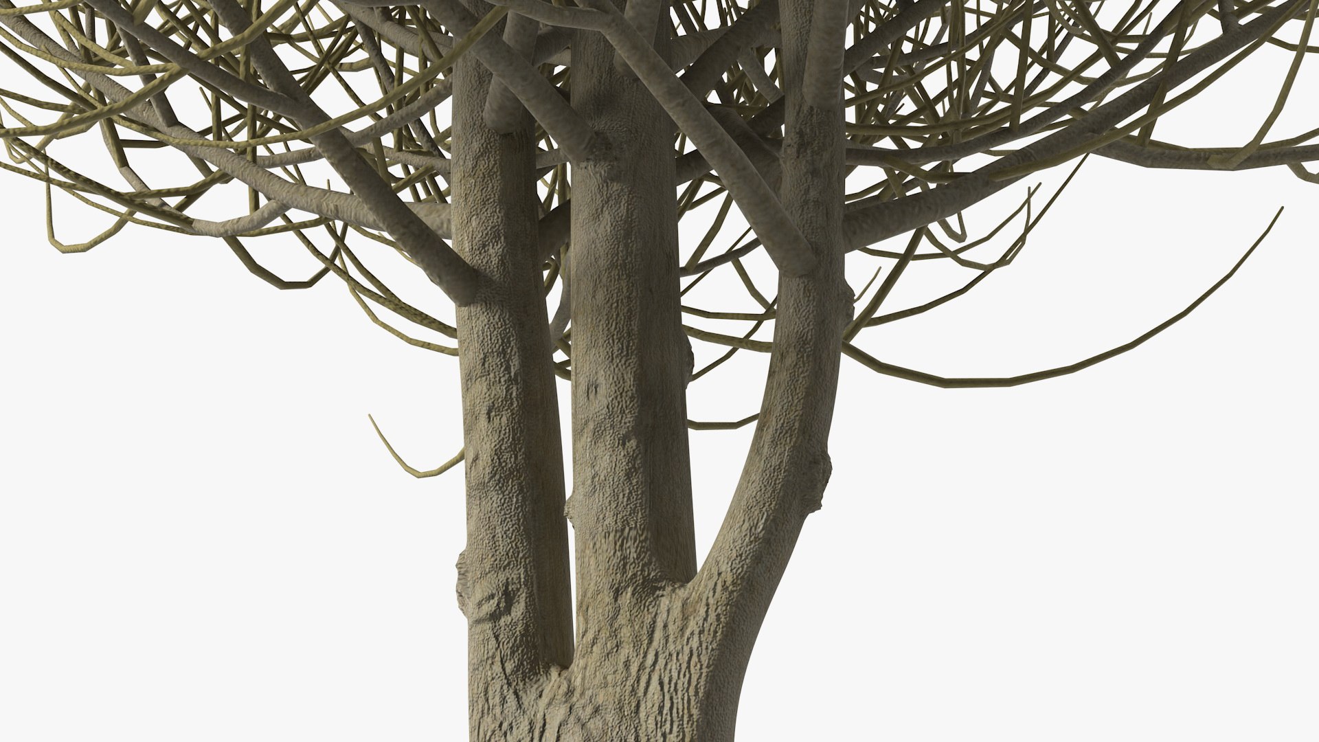 3D laurel bark tree https://p.turbosquid.com/ts-thumb/Et/8p5TRm/Tv/laurelbarktreemb3dmodel007/jpg/1612830462/1920x1080/fit_q87/4586e95e8c302daf8b5ac38b8ea3277d7cacaf58/laurelbarktreemb3dmodel007.jpg