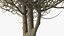 Laurel Bark Tree