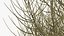Laurel Bark Tree
