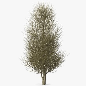 Laurel Bark Tree