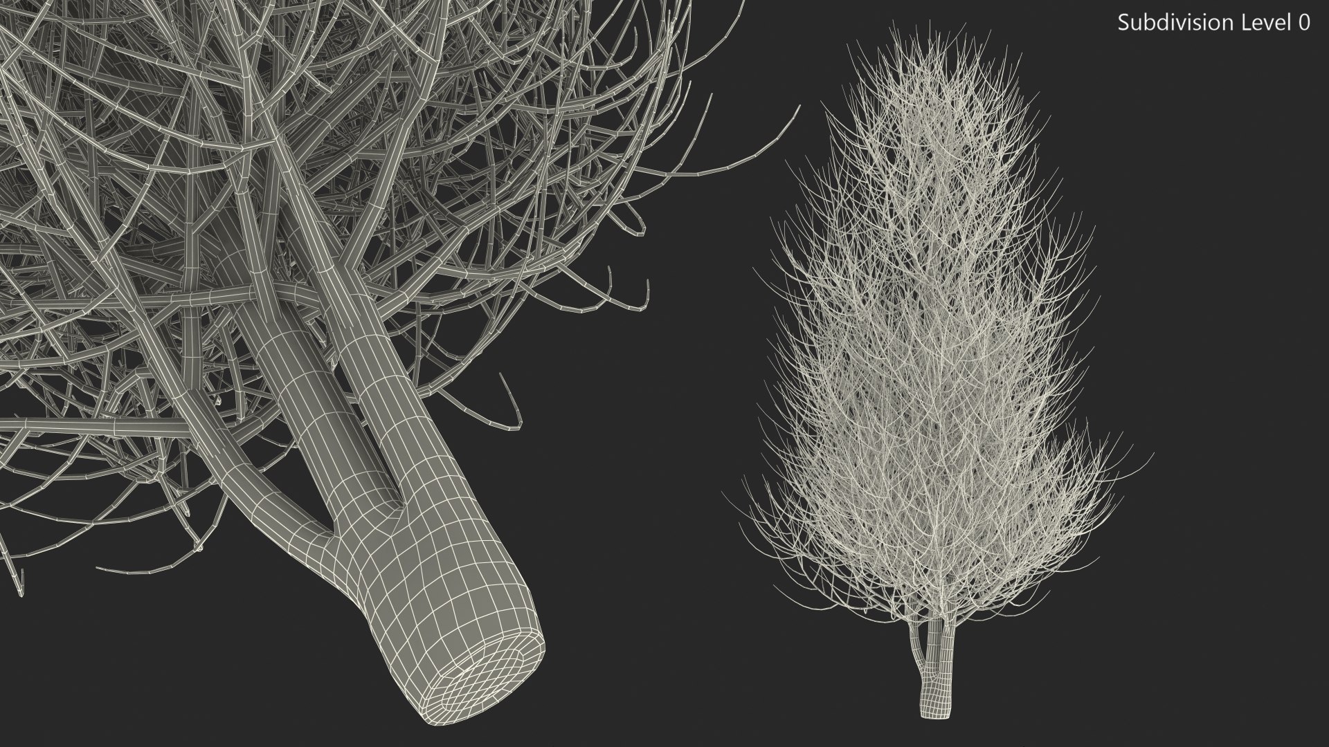 3D laurel bark tree https://p.turbosquid.com/ts-thumb/Et/8p5TRm/su/laurelbarktreemb3dmodel015/jpg/1612830569/1920x1080/fit_q87/cea4361ab3910dd144a4483ade0dc8798beb0494/laurelbarktreemb3dmodel015.jpg