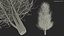 Laurel Bark Tree