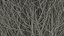 Laurel Bark Tree