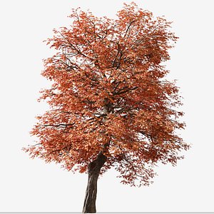 Set of Quercus coccinea  or Scarlet oakTree - 2 Trees 3D