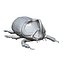 rhinoceros beetle