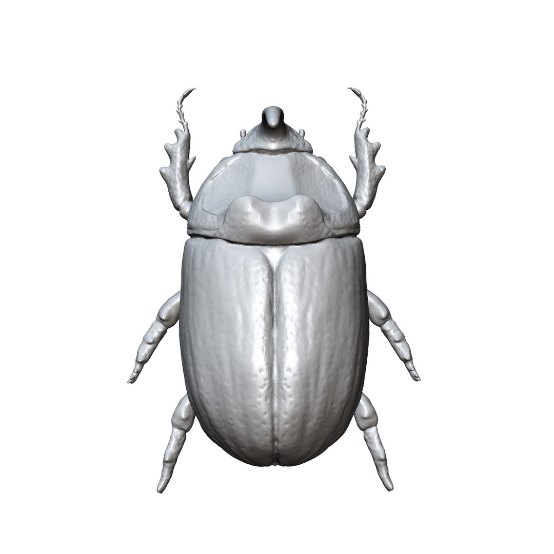 beetle rhinoceros 3d 3ds https://p.turbosquid.com/ts-thumb/Et/DgAeoJ/r4ekXkgq/3/png/1484983730/1920x1080/fit_q87/2bf9493c95a404ec80f21d5164fe57449b38e83e/3.jpg