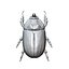 rhinoceros beetle