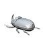 rhinoceros beetle