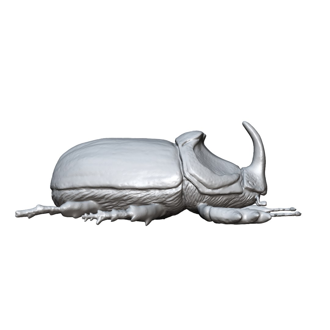 beetle rhinoceros 3d 3ds https://p.turbosquid.com/ts-thumb/Et/DgAeoJ/tYV7RO82/2/png/1484983730/1920x1080/fit_q87/403821504c78ff9c374d1676558703618f7613c3/2.jpg