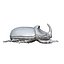rhinoceros beetle