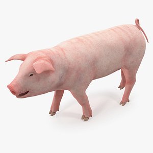Pig Piglet Landrace Walking Pose 3D Model