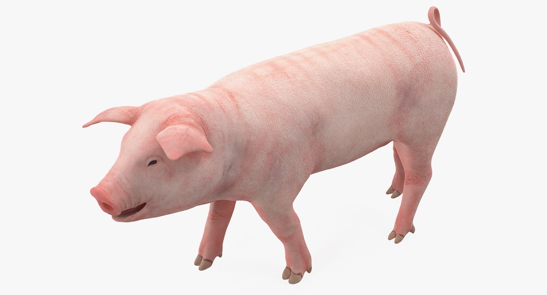 Pig Piglet Landrace Walking Pose 3D Model 3D model preview