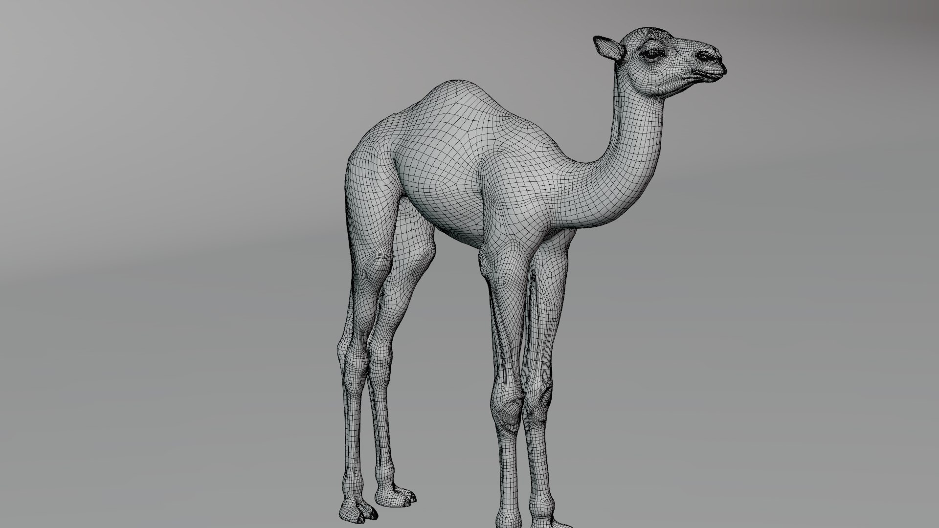 3D camel fur baby model https://p.turbosquid.com/ts-thumb/Et/XgmCwi/2xZUsGLF/camel_baby_wire02/png/1596188821/1920x1080/fit_q87/ea75b72179c5b628cb09c0833df5ce50324b867d/camel_baby_wire02.jpg