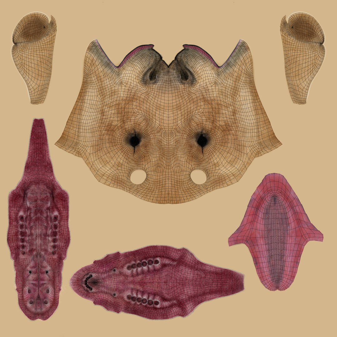 3D camel fur baby model https://p.turbosquid.com/ts-thumb/Et/XgmCwi/6rsiHlox/camel_baby_uv01/png/1596188821/1920x1080/fit_q87/2092661b6b5d02b94faf39889d5114baa02d1b61/camel_baby_uv01.jpg