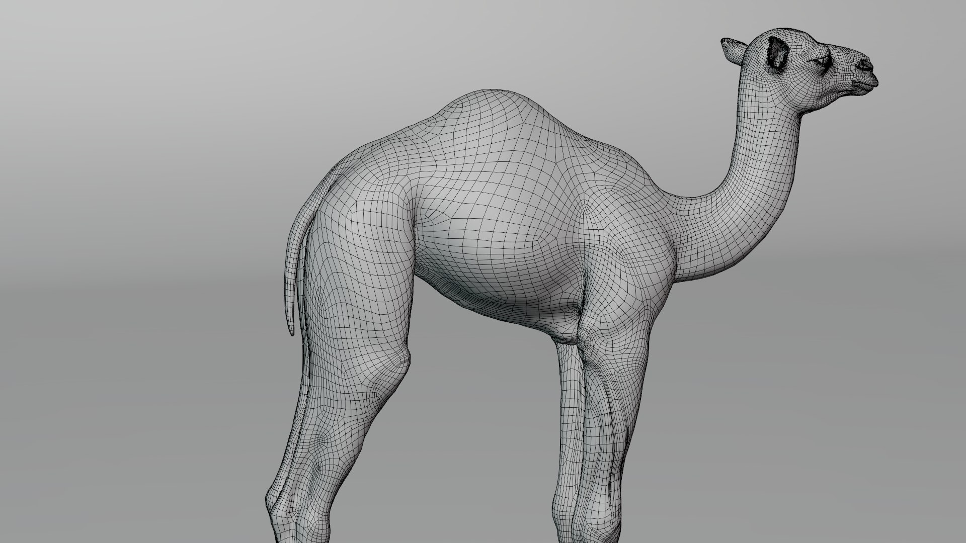 3D camel fur baby model https://p.turbosquid.com/ts-thumb/Et/XgmCwi/A0sLxl1Q/camel_baby_wire04/png/1596188821/1920x1080/fit_q87/147eff0cd2556326edbba0a17e5d0379fc6858cd/camel_baby_wire04.jpg