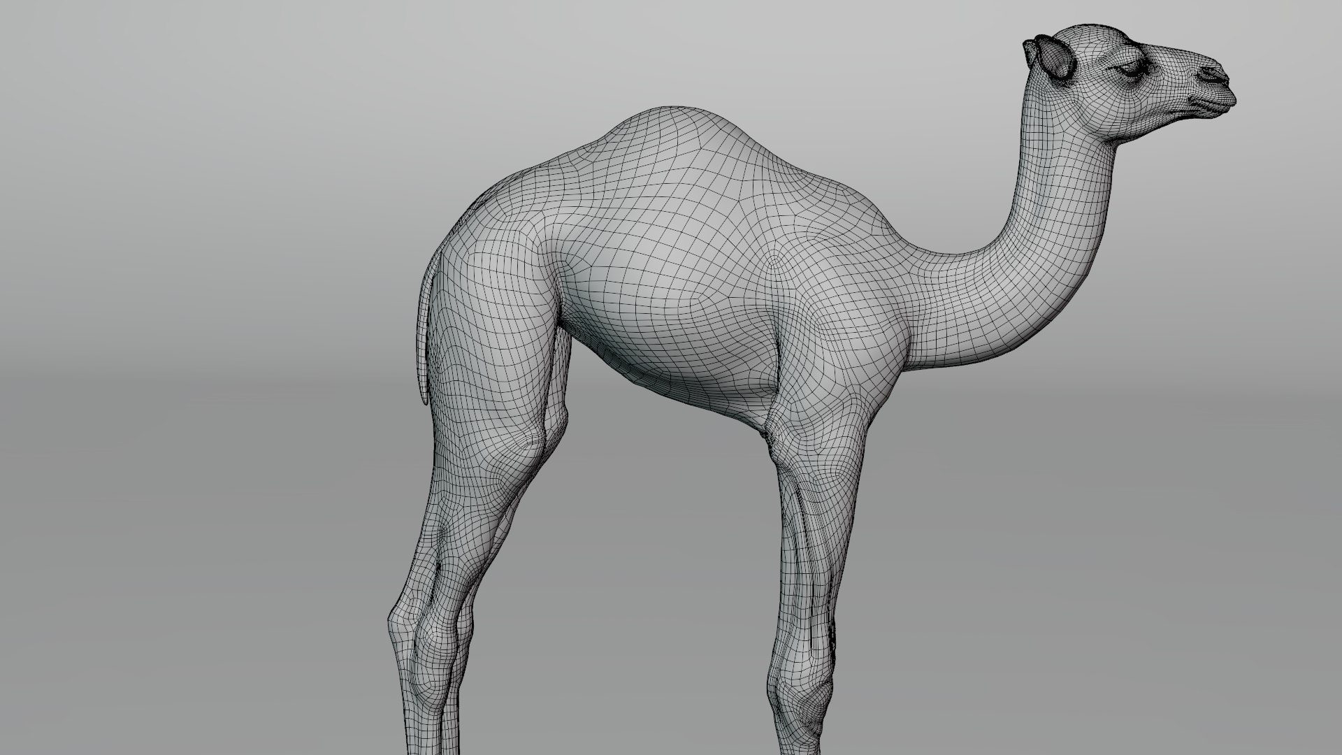 3D camel fur baby model https://p.turbosquid.com/ts-thumb/Et/XgmCwi/gjAWxF5N/camel_baby_wire03/png/1596188821/1920x1080/fit_q87/1dd1b8fc67a87939c682400d025022873cb35bca/camel_baby_wire03.jpg