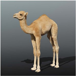 3D camel fur baby model