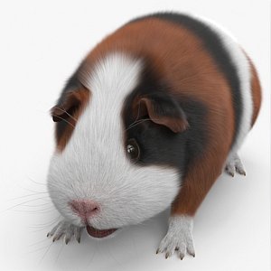 3D Tricolor Guinea Pig Short Hair Black Brown White Fur