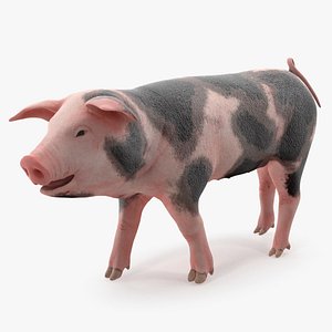 pig piglet pietrain walking 3D model