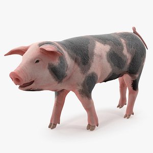 Pig Piglet Pietrain Walking Pose 3D Model