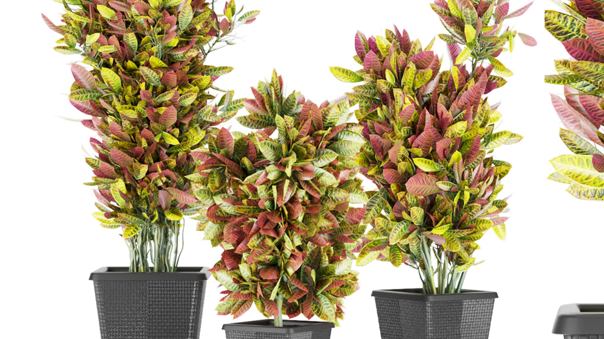 Collection plant vol 12 - indoor - croton 3D https://p.turbosquid.com/ts-thumb/Et/qMCcuh/1B/5/jpg/1646752799/1920x1080/fit_q87/d5429fa677e63e8a28fa891e92b04119d0c6ce2c/5.jpg