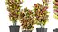 Collection plant vol 12 - indoor - croton