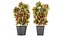 Collection plant vol 12 - indoor - croton