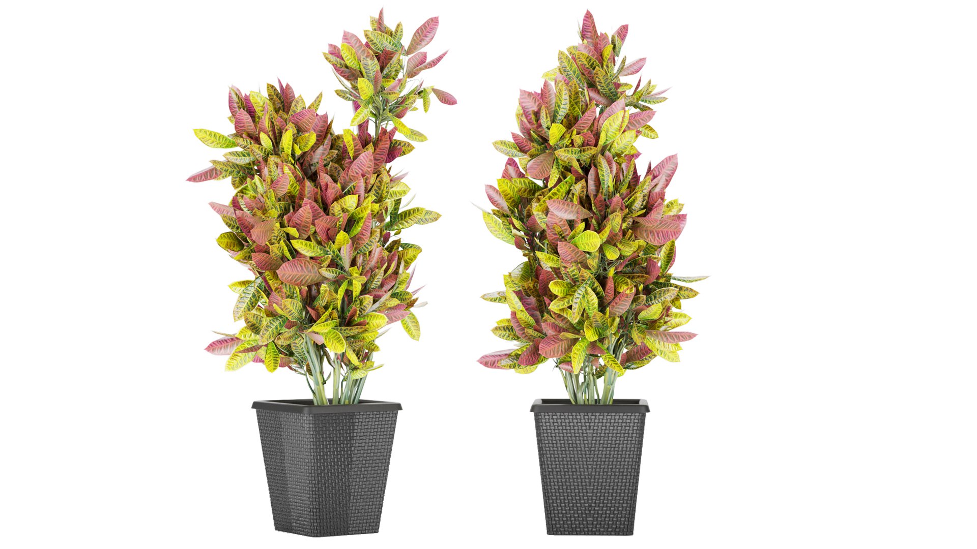 Collection plant vol 12 - indoor - croton 3D https://p.turbosquid.com/ts-thumb/Et/qMCcuh/AZ/3/jpg/1646752237/1920x1080/fit_q87/0d7d6331ade4b60741fff8f5ac82de67973af171/3.jpg