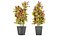Collection plant vol 12 - indoor - croton