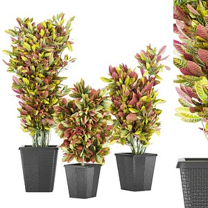 Collection plant vol 12 - indoor - croton 3D