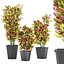 Collection plant vol 12 - indoor - croton