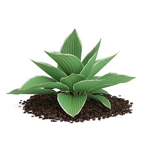 hosta plant kiyosumiensis 3d max