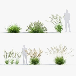 Calamagrostis arundinacea Reed Grass