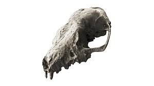 3D Animal Skull
