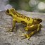 Sanduhrlaubfrosch von 3DRivers