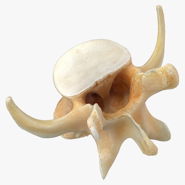 Kangaroo Red Necked Wallaby Lumber Vertebrae L6 3D