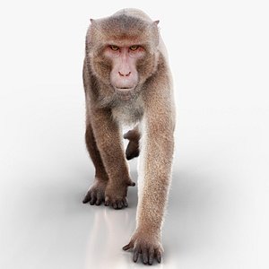 3D Rhesus Monkey ANIMATED Xgen-core