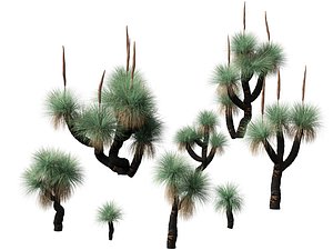3D Xanthorrhoea arborea - Broad-leafed Grass