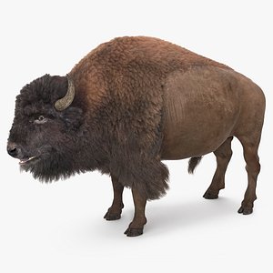 3D North American Bison with Fur