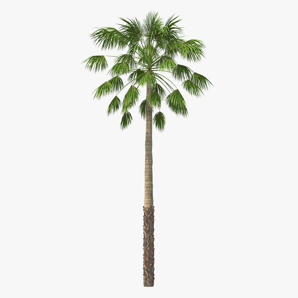 3D mexican palm tree