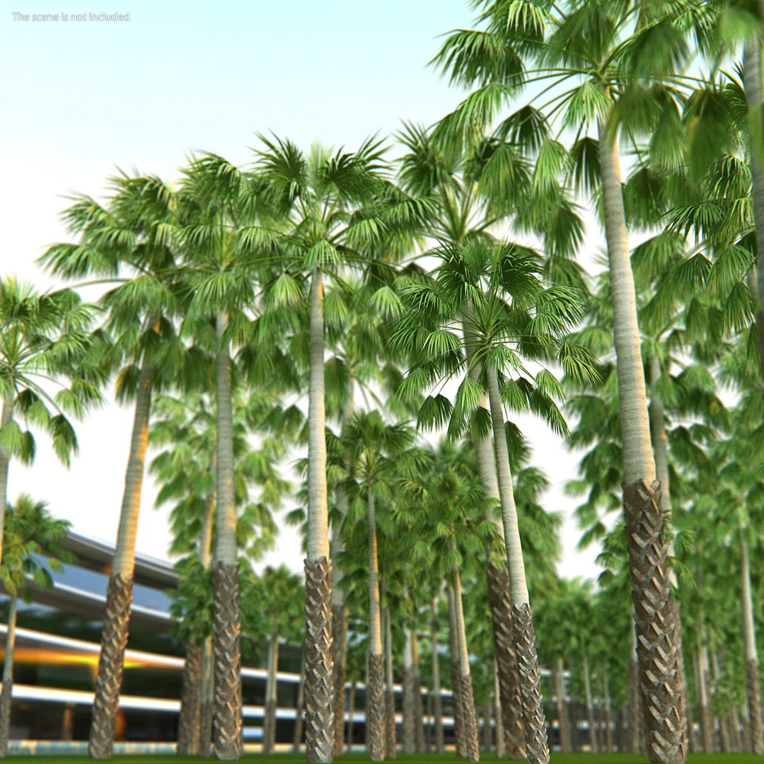 Mexican Palm Tree 3D model preview