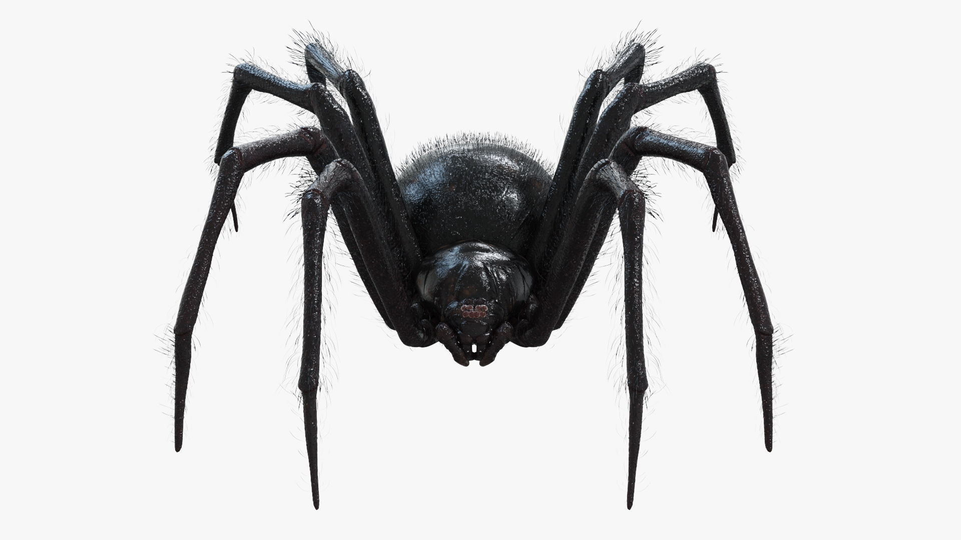 3D Black Widow Static https://p.turbosquid.com/ts-thumb/Eu/Yect8Z/5x/blackwidow_turntable/jpg/1672348913/1920x1080/turn_fit_q99/dbda88945d438d91b33ac347310af47f2943ce7b/blackwidow_turntable-1.jpg