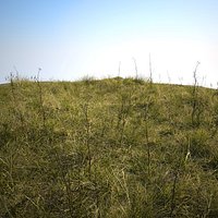 Wild Grass