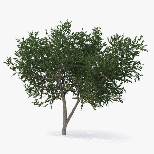 smallevergreentree3dsmodel000.jpg