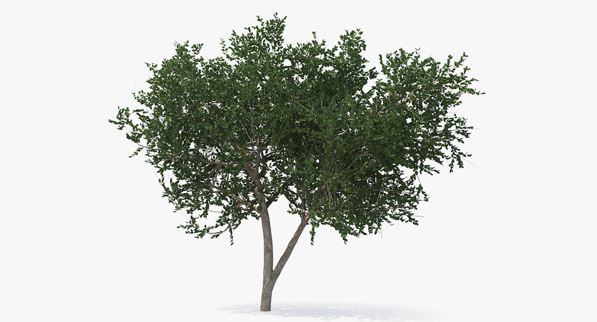 Small Evergreen Tree 3D Model 3D model preview