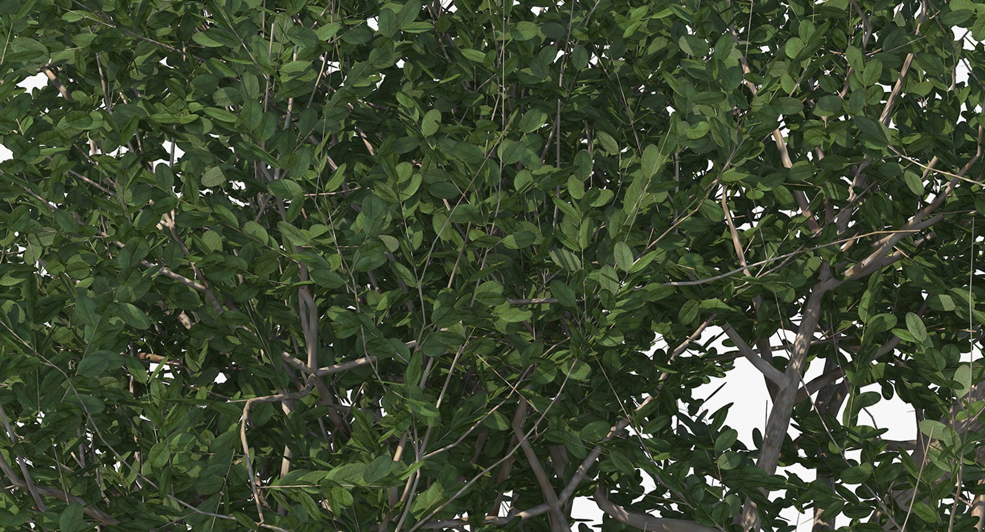 Small Evergreen Tree Green 3D Model - TurboSquid 1389455