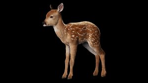 White Tailed Baby Deer Fawn