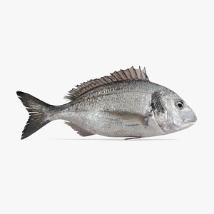 Gilthead Bream